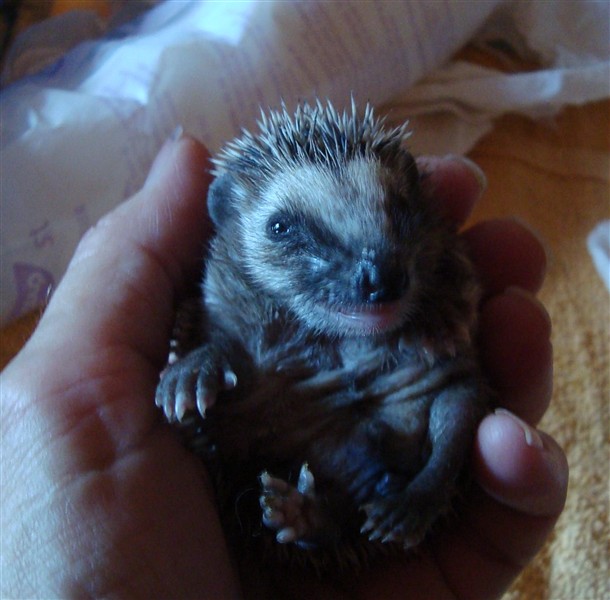 Hedgehog-baby1.jpg
